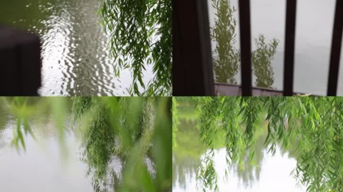 柳塘、垂柳、柳树、柳树空镜