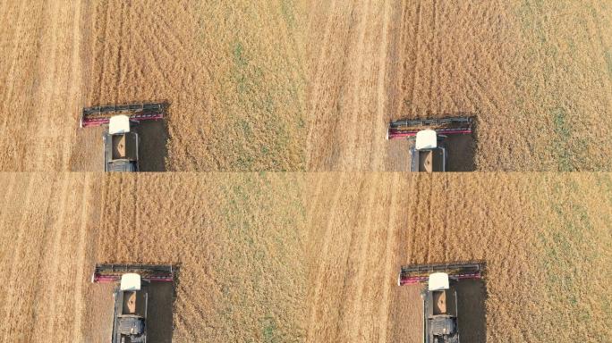 现代联合收割机在农田收割小麦的鸟瞰图。