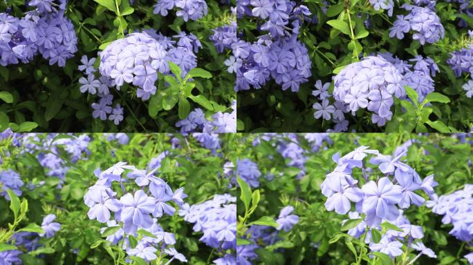 蓝花丹 蓝色花卉 阳光照在花上 蓝色的花