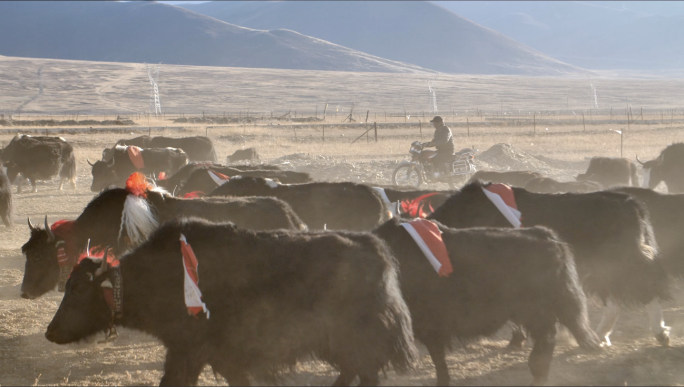 西藏牧民放牧牦牛群