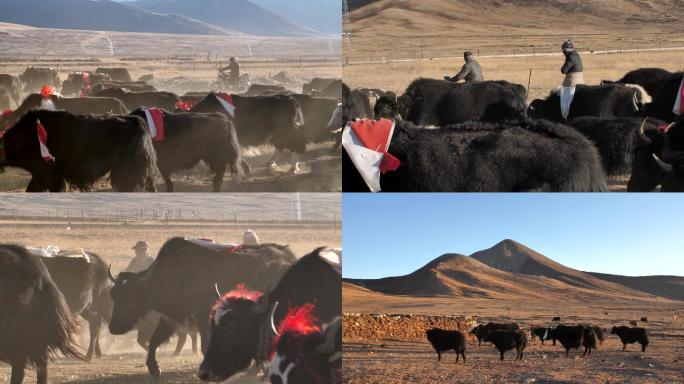 西藏牧民放牧牦牛群