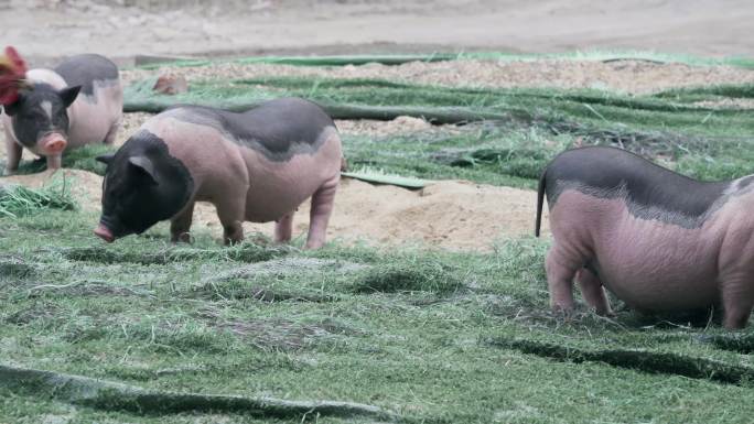 猪群 小猪 猪和鸡 生态饲养 农业 养猪