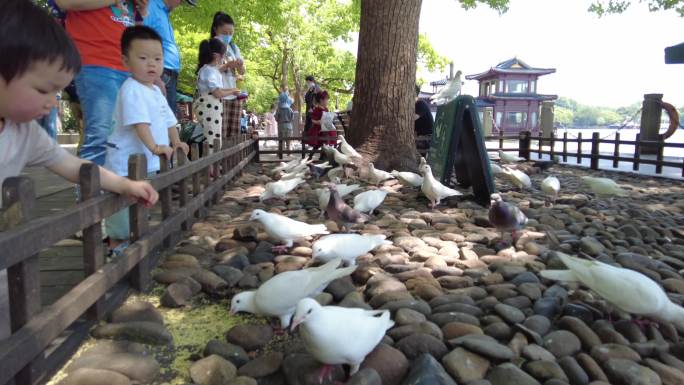 西湖景区游客喂养鸽子