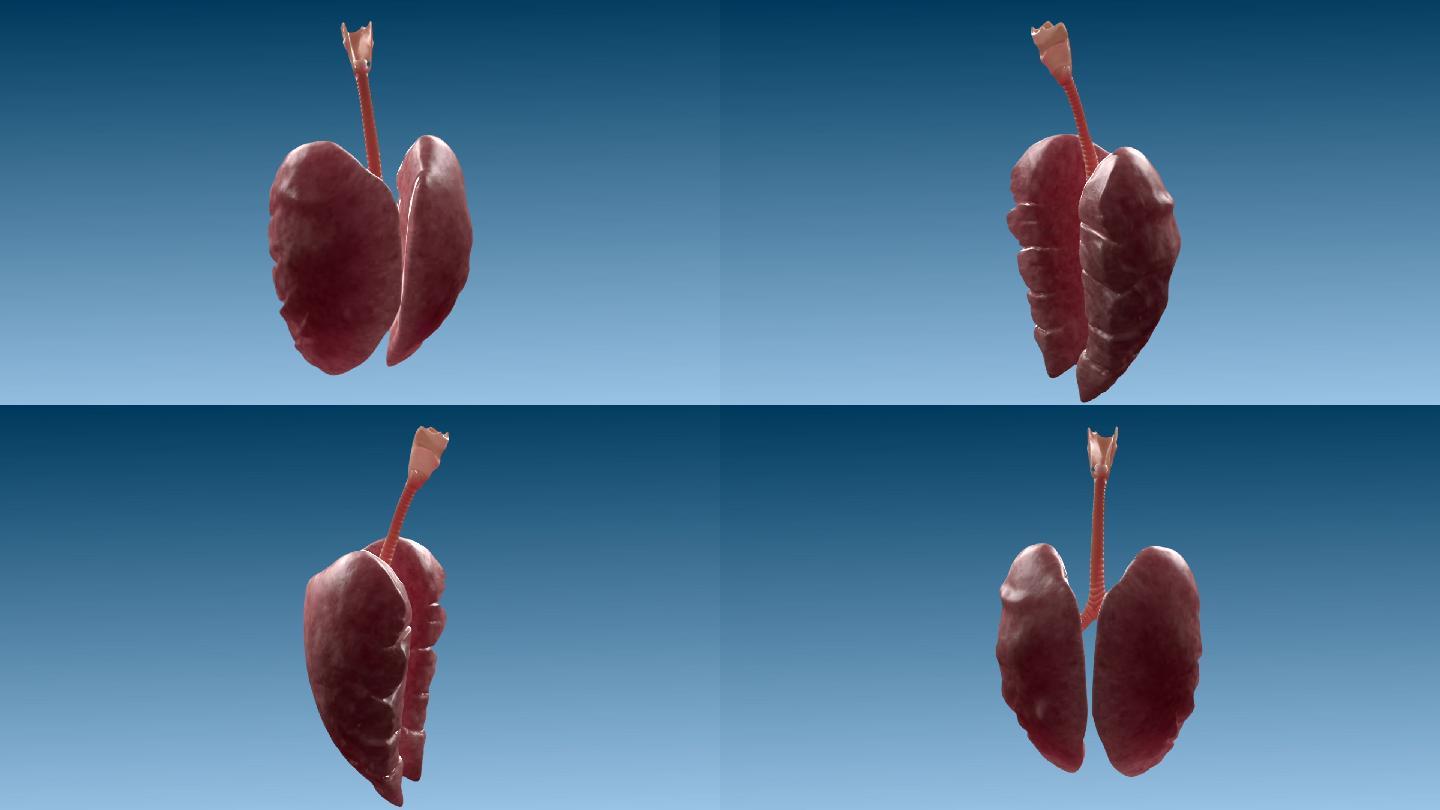 鹅 肺 呼吸系统 外观展示 三维动画