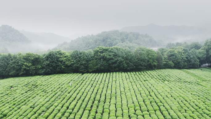 雾茶山天然生态种植大气震撼航拍唯美氛围空