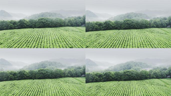 雾茶山天然生态种植大气震撼航拍唯美氛围空