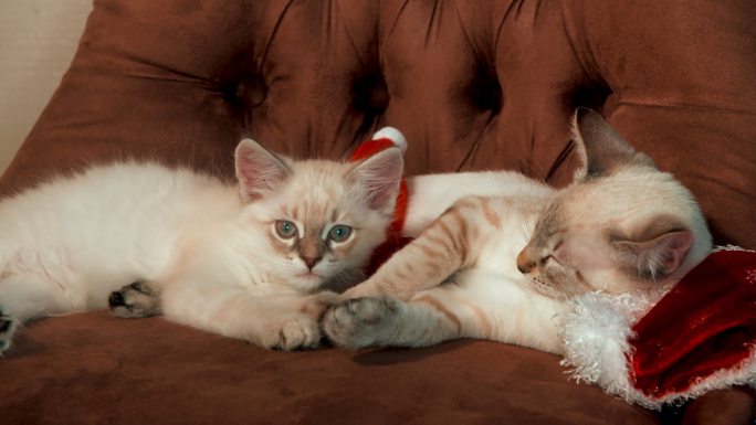两只漂亮的小猫在沙发上玩耍。