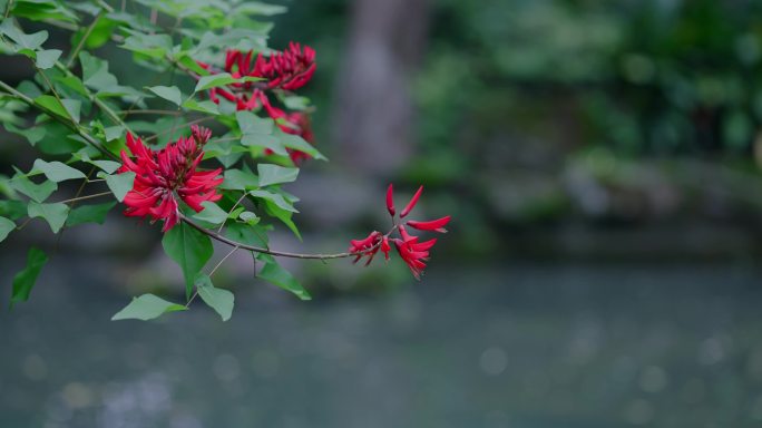 红色花朵