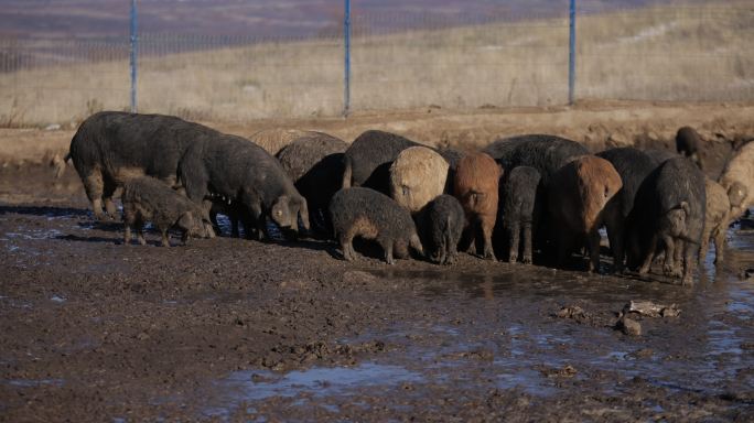 一大群曼加拉猪在农场上吃草时的慢动作