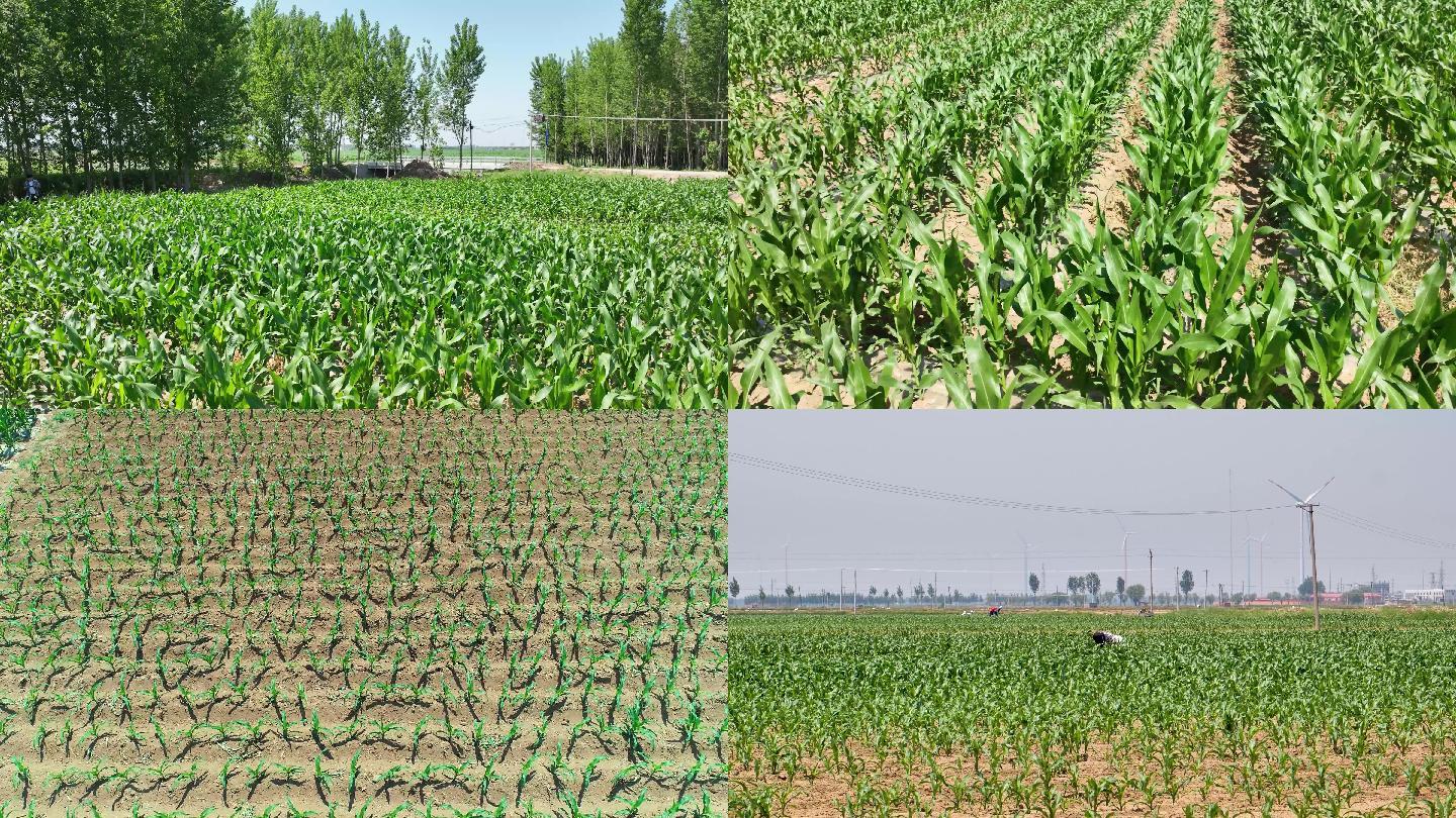 春季玉米地
