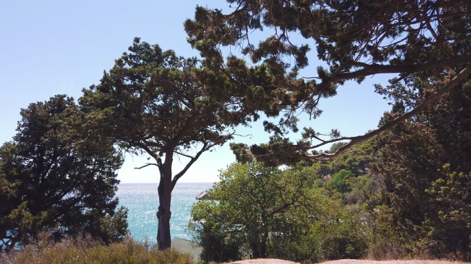 晴朗的日子里，蔚蓝的海边长满了高大的松树