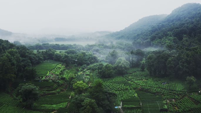 雾茶山风景区丛林山区