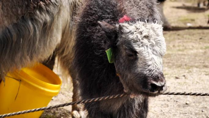 西藏放牧牦牛群挤奶