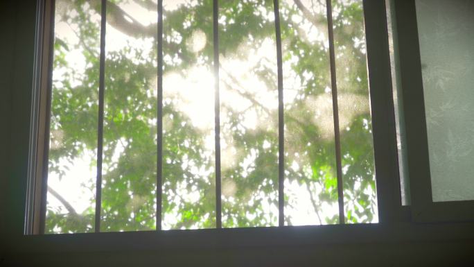 旧式窗光线床树影