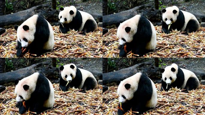 两只大熊猫吃东西熊猫吃竹笋