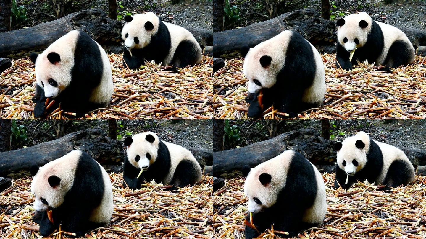 两只大熊猫吃东西熊猫吃竹笋