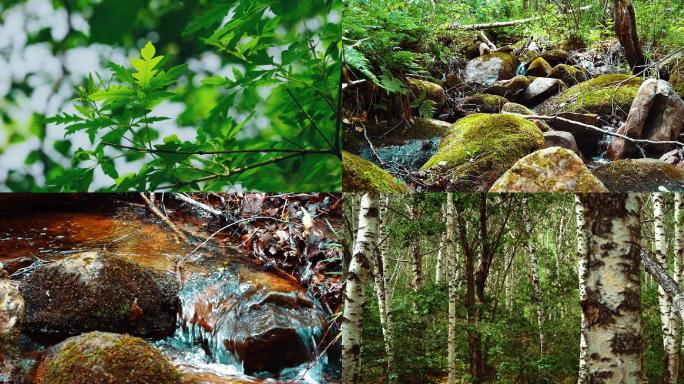 辽河源视频素材  森林素材