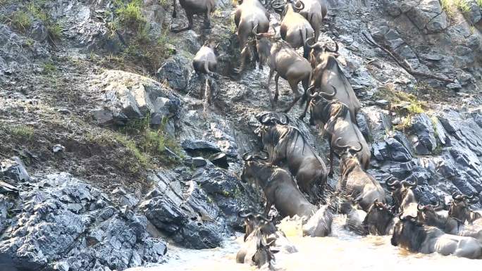 难以置信的生存之战-肯尼亚牛羚大迁徙