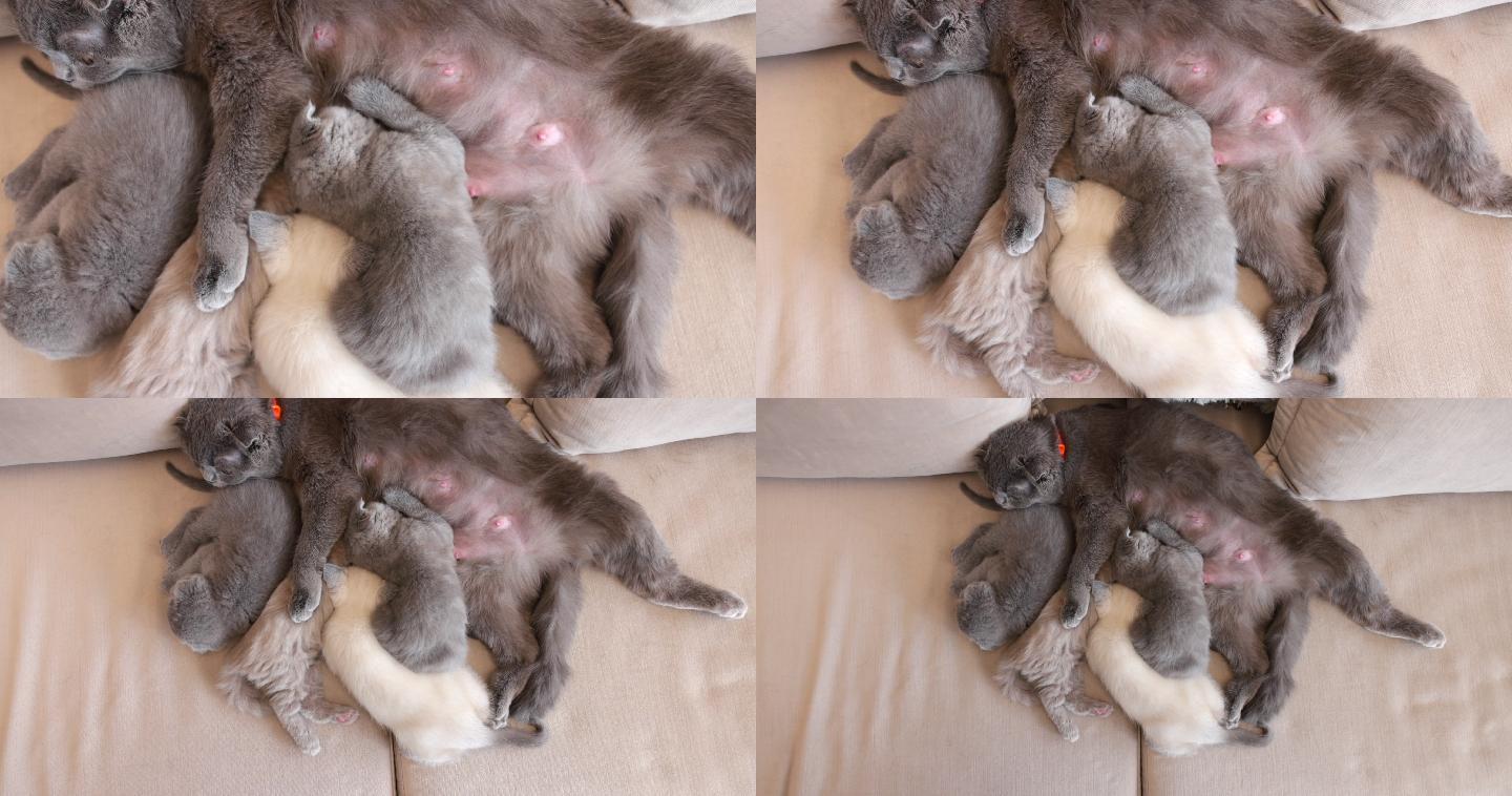 苏格兰折叠母猫，哺乳小猫