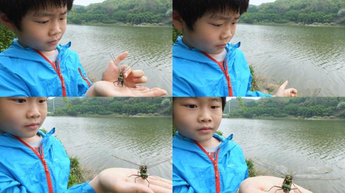 聪明男孩在户外放飞一只蜻蜓
