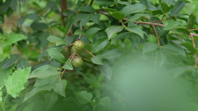 山茶树