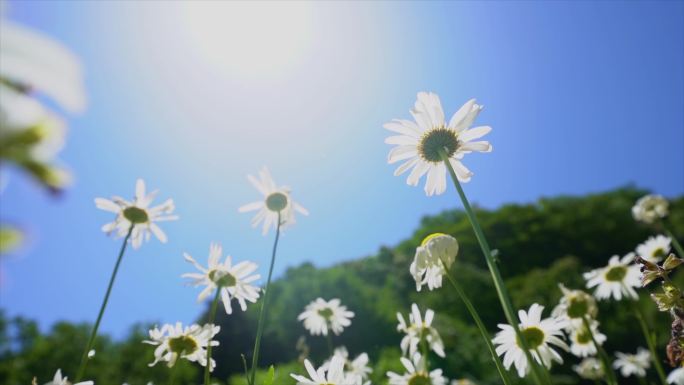 4K唯美小雏菊花海C