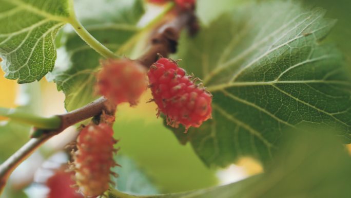 桑树绿植果蔬生态