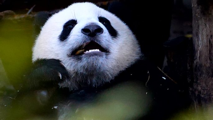 大熊猫吃竹子大熊猫吃竹子
