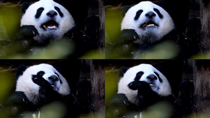 大熊猫吃竹子大熊猫吃竹子
