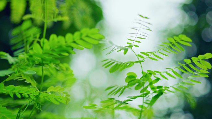 4K唯美绿植植物光影树叶光影视频素材