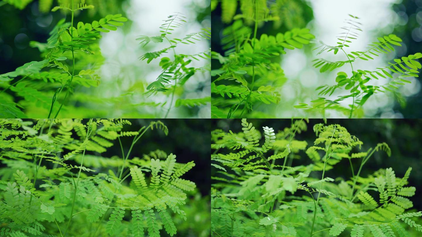 4K唯美绿植植物光影树叶光影视频素材