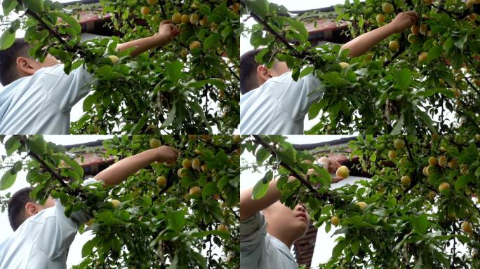 可爱的小男孩在杏树上摘水果