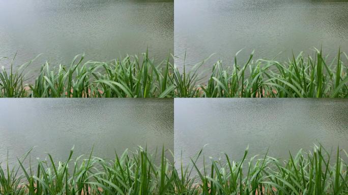 水面水波微风吹水波野草摇摆静静的水面