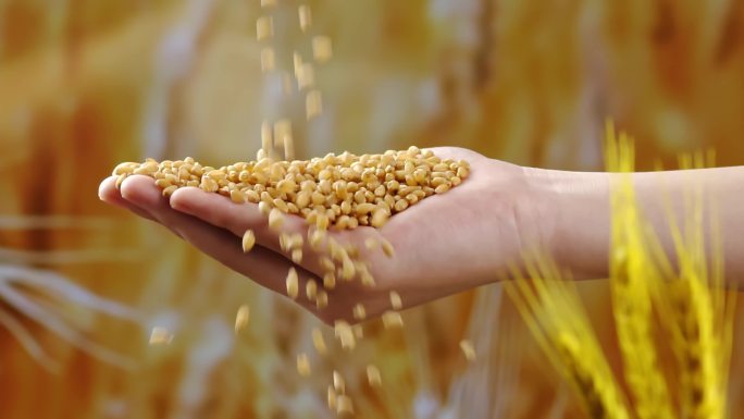 小麦落入捧着麦子的手中