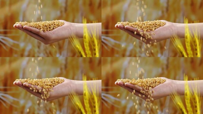 小麦落入捧着麦子的手中
