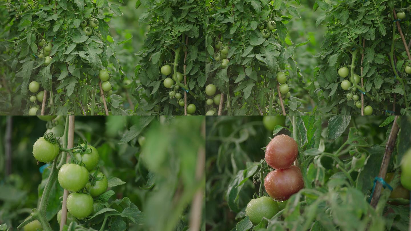 4K成长中的西红柿