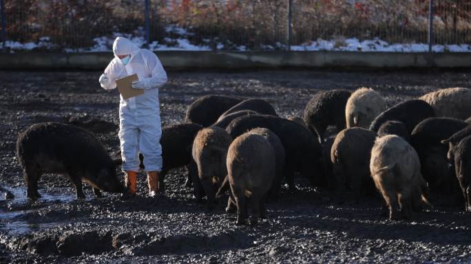 男兽医，穿着防护服，检查农场mangalica猪群的状态和健康