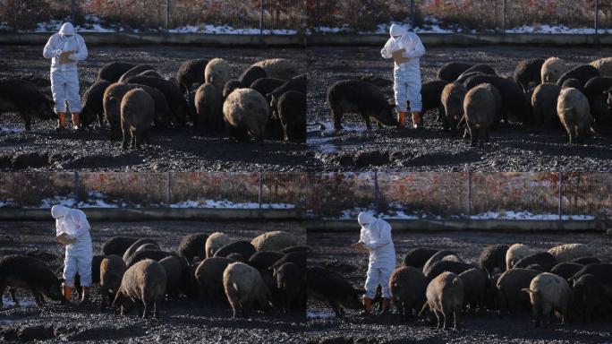 男兽医，穿着防护服，检查农场mangalica猪群的状态和健康