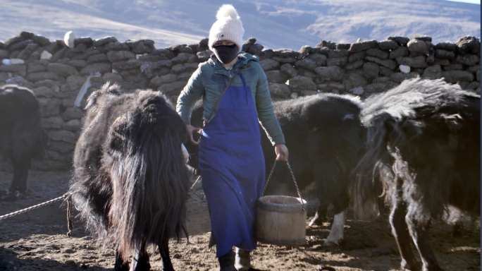 西藏牧民清晨挤牛奶