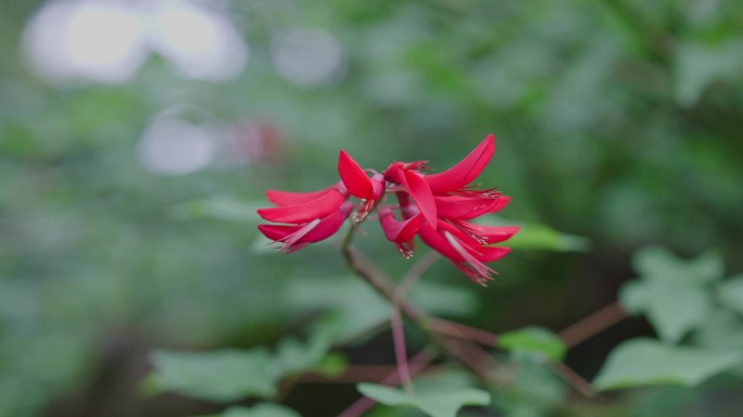 红色花朵