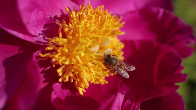 蜜蜂在牡丹花上特写，在花园里