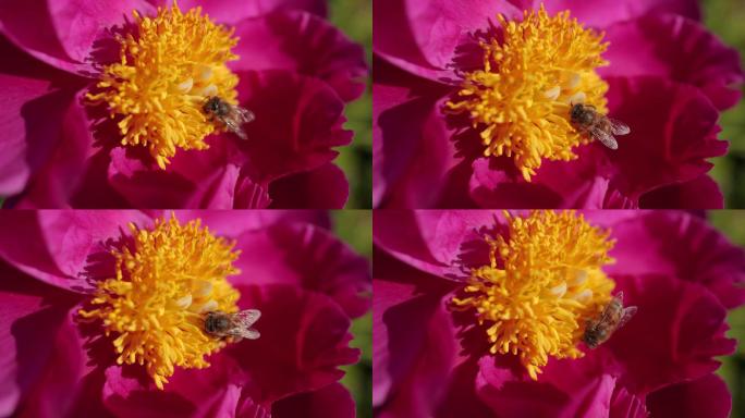 蜜蜂在牡丹花上特写，在花园里