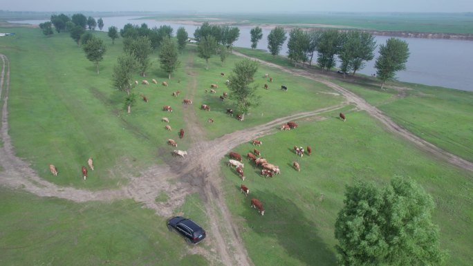 辽河草原的牛牛们