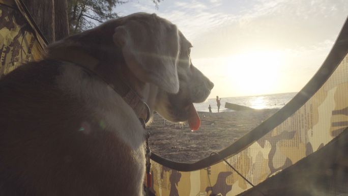 日落时比格犬的美丽肖像