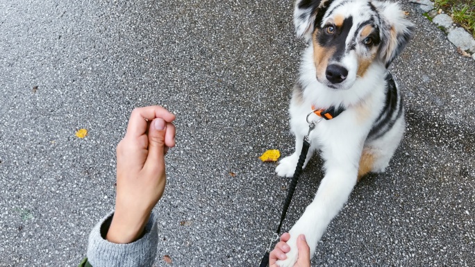 SLO-MO狗狗抬起爪子，享受美食