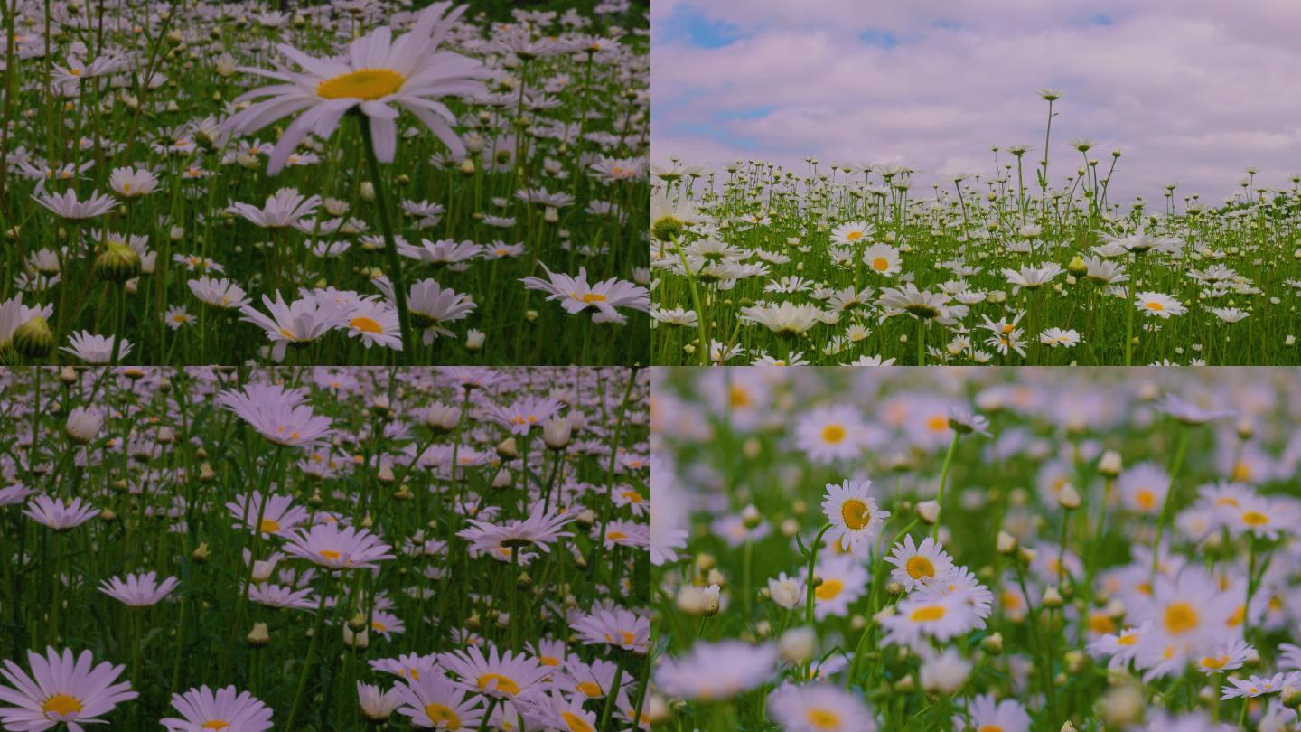 阳光雏菊   大滨菊花海