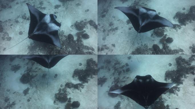 蝠鲼（Manta birostris）的水下拍摄‎) 大型远洋生物。游到马尔代夫南部浅水区的清洁站。