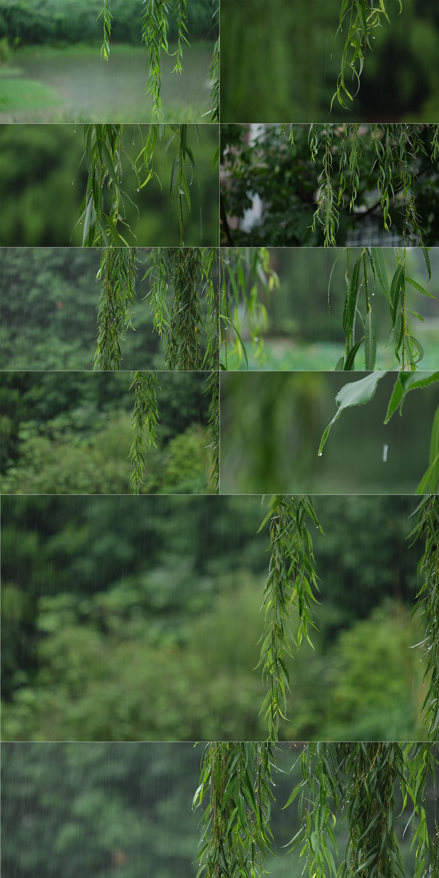 烟雨江南下雨柳树雨中垂柳杨柳雨滴