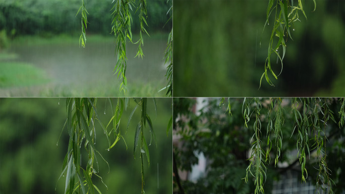 烟雨江南下雨柳树雨中垂柳杨柳雨滴