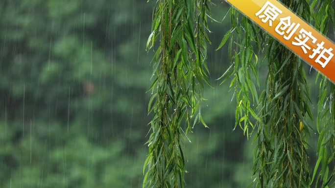 烟雨江南下雨柳树雨中垂柳杨柳雨滴